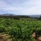 BWW Reviews: A Weekend in Wine Country - Transcendence Theatre, Sonoma Valley Inn, Wine Tastings and More!