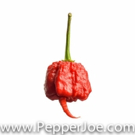 PEPPER JOE'S Announces 2016 Hottest Gifts for HOT Pepper Lovers