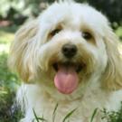 Broadway's SYLVIA Finds Perfect Pooch for Show's Artwork! Video