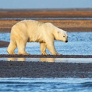 Natural Habitat Adventures Unveils New Alaska Polar Bear Expedition for 2017