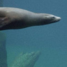 Smithsonian Channel's Digital Series WILD INSIDE THE NATIONAL ZOO Returns Today