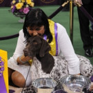Photo: 'CJ' the German Shorthaired Pointer Wins 'Best in Show' at WESTMINSTER DOG SHOW