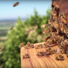 Jordan Vineyard & Winery Announces Apiary With Flow Hives, Bringing Honey on Tap to W Video