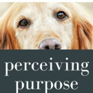 Sanjay Gupta Releases PERCEIVING PURPOSE Video