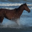 BPA Gallery to Showcase OUR SILENT WORLD for January First Today Art Walk