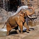 L.A. Zoo Hosts World Elephant Day Weekend Video