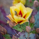 Desert Botanical Garden Will Open New Butterfly Exhibit This March