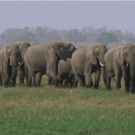 NOVA: WILD WAYS Premieres on PBS Today