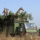 THIRTEEN's Nature on PBS to Focus on Decline of African Giraffes, 10/26