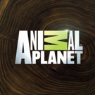 Animal Planet's PIT BULLS & PAROLEES Season Finale Breaks Records in Key Demos