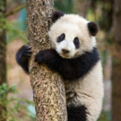 DisneyNature's BORN IN CHINA to Benefit World Wildlife Fund