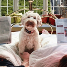 Newnan Theatre Company Announces Production of SYLVIA