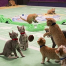 Hallmark Channel Presents KITTEN BOWL III Today