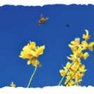 Local Artwork to Reflect CONSTELLATIONS in BCT First Today Collection