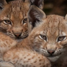 THIRTEEN's Nature to Present 'Forest of the Lynx' on PBS, 4/26 Video