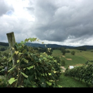 Appalachian High Country is Now an Official 'Wine Country'