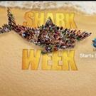 Don't Go Into the Water! SHARK WEEK Returns to Discovery Channel Today