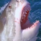 Nat Geo Wild Presents 3rd Annual SHARKFEST Today