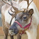 See Real Reindeer in Los Angeles at LA Zoo's REINDEER ROMP This Winter Video