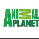 Animal Planet to Premiere New Season of FINDING BIGFOOT, 1/3 Video