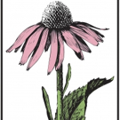 James A. Duke Excellence in Botanical Literature Award Presented to CLINICAL AROMATHE