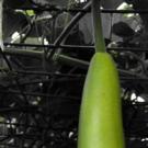 BWW Cooks: Battling the Giant Zucchini