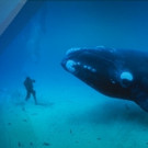 Only 2 Weeks Left to Enter Nat Geo WILD's Short Film Competition