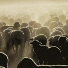 Time Square Arts Presents COUNTING SHEEP On Time Square Billboards