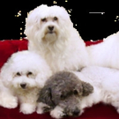 America's Got Talent Winners The Olate Dogs Coming to The VETS