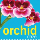 Step into a Tropical Oasis in ORCHID DAZE at Atlanta Botanical Garden