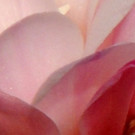 SILENT BEAUTY IN ALL THE EARTH A Photo Exhibit by Bonnie Gentner Comes to Buffalo JCC