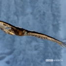 BBC America Greenlights Next Chapter in Story of Our Planet - BLUE PLANET II