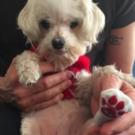 HEDWIG Drummer Takes in Rescue Dog 'Cupid'; Advocates for Animal Foster Care Video