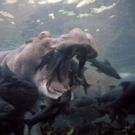 THIRTEEN to Present 'Nature's Perfect Partners' on PBS, 5/11