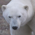 New Smithsonian Channel Series POLAR BEAR TOWN to Premiere 11/16