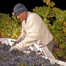 Wine Institute: 2016 California Wine Harvest Report Video