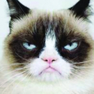 Grumpy Cat Will Become First Real Feline to Claw Into Broadway's CATS Video
