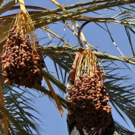 Dates by ALYA FOODS are Sweet, Healthy and Versatile