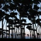 Chattanooga Symphony & Opera Presents PINES OF ROME Tonight