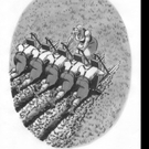 THE CHEESEHEAD BIBLE by Art Starr is Released