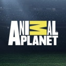 Robert Redford to Present New Animal Planet Event Series OCEAN WARRIORS, 12/4 Video