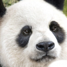 BORN IN CHINA Moviegoers Help Protect Wild Pandas and Snow Leopards