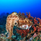 THIRTEEN's Nature to Expose the Sly Tricks of 'Natural Born Hustlers on PBS