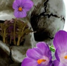Turn to Flesh Productions Presents MAY VIOLETS SPRING Video
