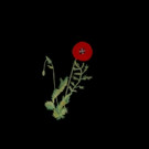 Alexandra Savior Premieres 'Vanishing Point';  Reveals Artwork For Debut Album Video