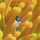 First Look - Ellen DeGeneres Reveals All-New FINDING DORY Poster