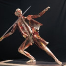BODY WORLDS RX Debuts in Houston at The Health Museum Video