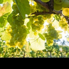 New Jersey Wines Shine in San Francisco Chronicle Wine Competition