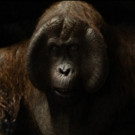 VIDEO: First Look - Meet Christopher Walken's 'King Louie' in Disney's THE JUNGLE…