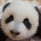 Nat Geo WILD's MISSION CRITICAL Series to Screen at Washington Square Park